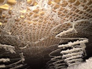 bed bug treatment